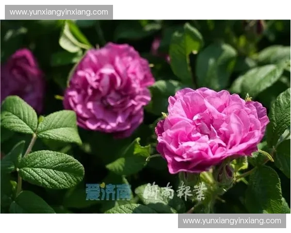 玫瑰直播引领互动新潮流打造沉浸式社交娱乐体验平台